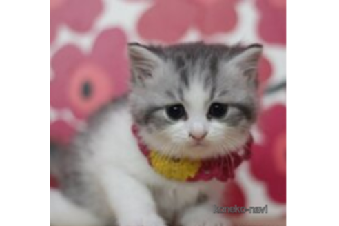 成約済の東京都のマンチカン-70815